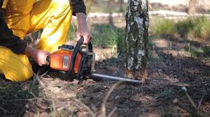 Best Pest Control for Lawns  in Balmville, NY