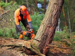 Best Root Management and Removal  in Balmville, NY