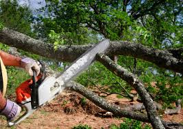 Reliable Balmville, NY Tree Services Solutions