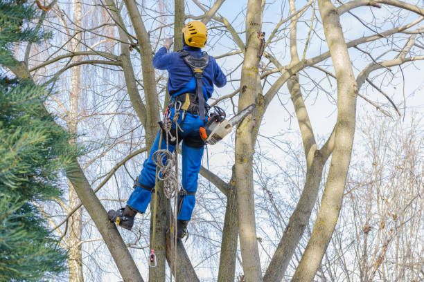 Best Stump Grinding and Removal  in Balmville, NY