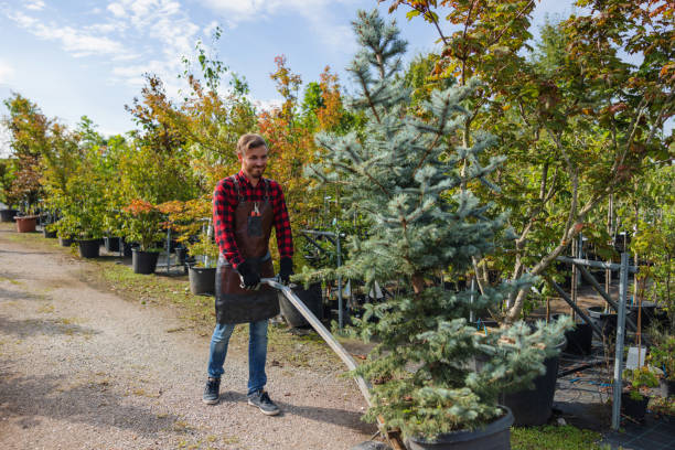 Best Tree Removal  in Balmville, NY